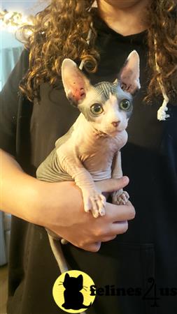 Barenakedsphynx Picture 1